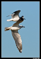 silvergull 0370