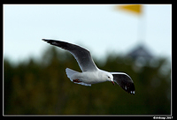 silvergull 501