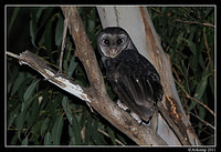 sooty owl 0097