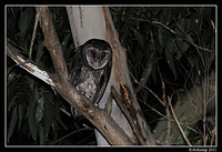 sooty owl 0098