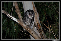 sooty owl 0099