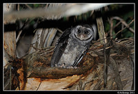 sooty owl 0215