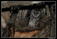 sooty owl 0216