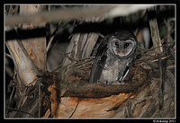 sooty owl 0217