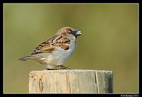 sparrow 0545