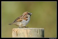 sparrow 0546