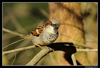 sparrow 0550