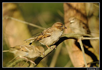 sparrow 0551