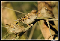 sparrow 0552