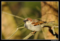 sparrow 0556