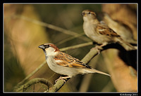 sparrow 0558