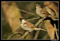 sparrow 0559