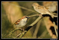 sparrow 0560