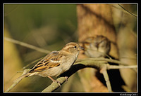 sparrow 0562