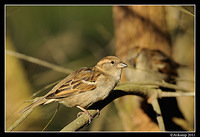 sparrow 0563