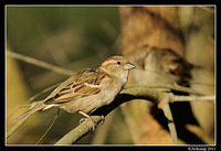 sparrow 0564