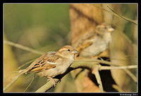 sparrow 0565