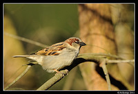 sparrow 0569