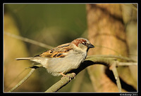 sparrow 0570