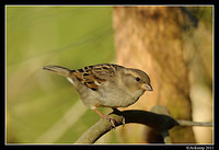 sparrow 0572