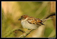 sparrow 0574