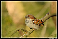 sparrow 0577