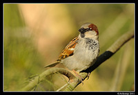 sparrow 0579