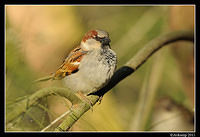 sparrow 0581