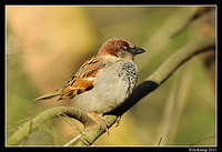 sparrow 0582