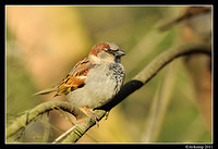 sparrow 0584