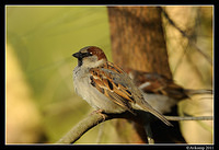 sparrow 0586