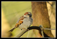 sparrow 0592