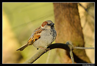 sparrow 0593