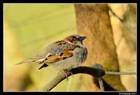 sparrow 0596