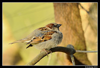 sparrow 0597