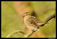 sparrow 0599