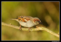 sparrow 0602