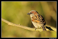 sparrow 0605