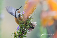 spinebill 11332