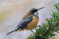 spinebill 11339