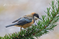 spinebill 11341