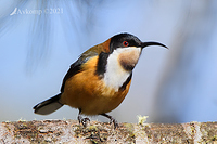 spinebill 5650