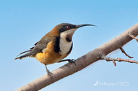 spinebill 7451