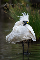 spoonbill 5492