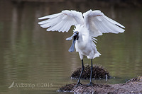 spoonbill 5519