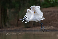 spoonbill 5533