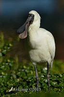 spoonbill 6086