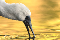 spoonbill 6087