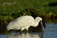 spoonbill 6092