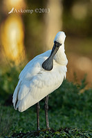 spoonbill 6095